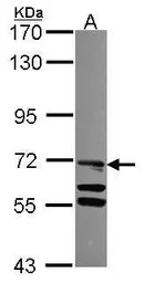 TLE4 antibody [C1C3]