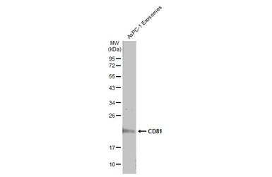 CD81 antibody
