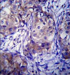 CYP1A1 antibody, Internal
