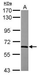 SF3A3 antibody