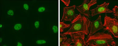 E2F1 antibody [16G7]