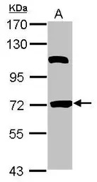 HSPBAP1 antibody [N2C1], Inter