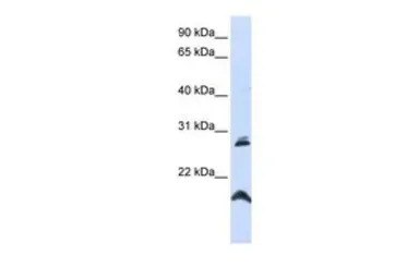 SPATA9 antibody, N-term