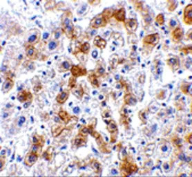 SCO2 antibody