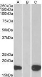 PHLDA3 antibody, C-term