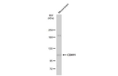 CDH11 antibody