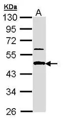 APBB3 antibody [N3C3-2]