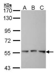 FGR antibody [C3], C-term