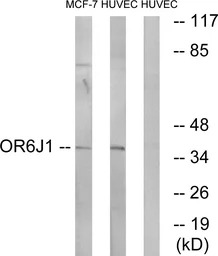 OR6J1 antibody