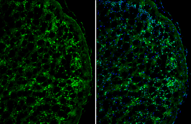 DKK3 antibody [N2C3]