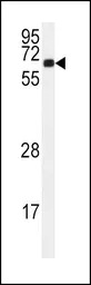 CaMKII alpha antibody, C-term