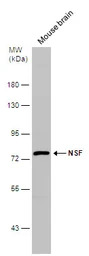 NSF antibody [N3C3]