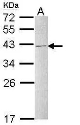 hnRNP C1/C2 antibody