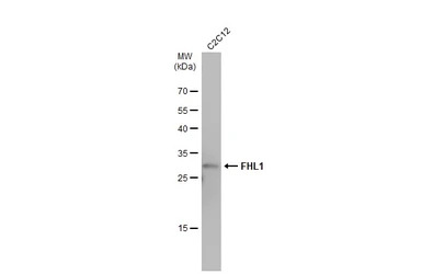 FHL1 antibody