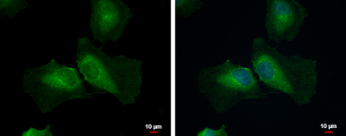 STAMBPL1 antibody [N3C3]