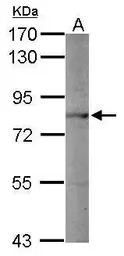 PC1/3 antibody