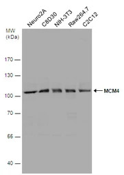 MCM4 antibody