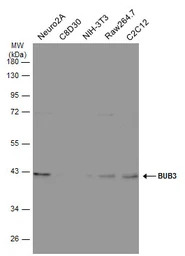 BUB3 antibody [N1C1]
