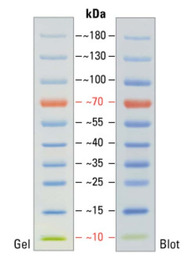 SDS-PAGE band profile of the PageRuler Prestained Protein Ladder