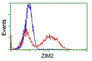 ZIM2 antibody [5E12]