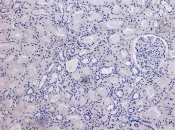 MID2 antibody, C-term
