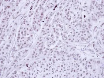 BUB3 antibody [N1C1]