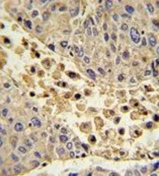 COLEC11 antibody, N-term