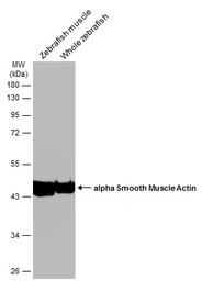 Acta2 antibody