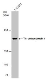 Thrombospondin 1 antibody [C1C