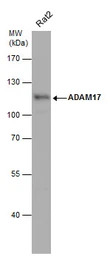 ADAM17 antibody [C2C3], C-term
