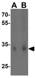 SCO2 antibody