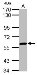 ZNF345 antibody [N1N3]