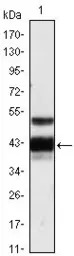 PROZ antibody [2B4]