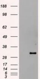 Hex antibody [3C4]