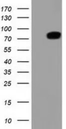 Thimet Oligopeptidase antibody