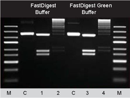 FastDigest快速限制性内切酶