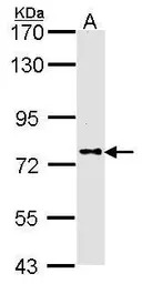 DPRP1 antibody [N1], N-term