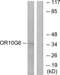 OR10G6 antibody