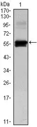 PAX6 antibody [1C8]