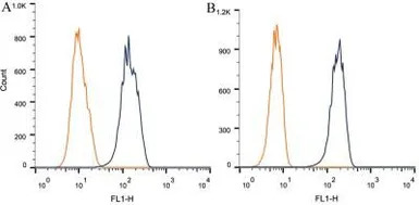 Nestin antibody [10C2]