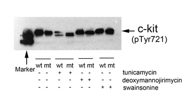 c-Kit (phospho Tyr721) antibod