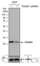 PGAM1 antibody [N1C3]