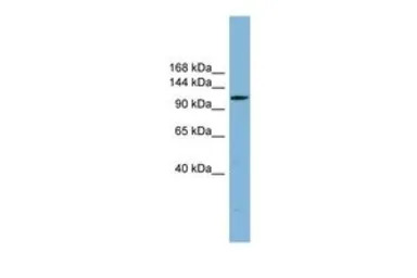 C14ORF104 antibody, N-term