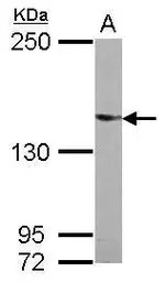 Rent2 antibody [C3], C-term