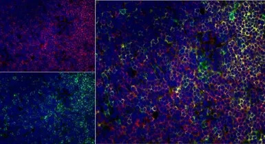 CD4 antibody [W3/25]