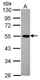 EIF5 antibody