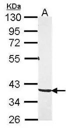 PKA C gamma antibody [N1C3]