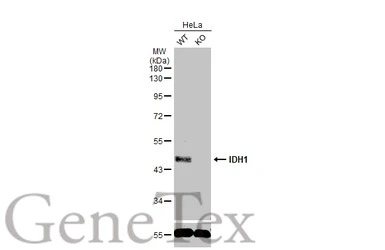 IDH1 antibody