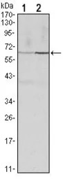 Cyclin B1 antibody [5G6]