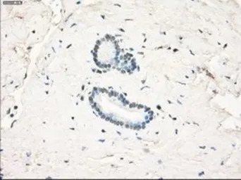 LTA4H antibody [8F4]